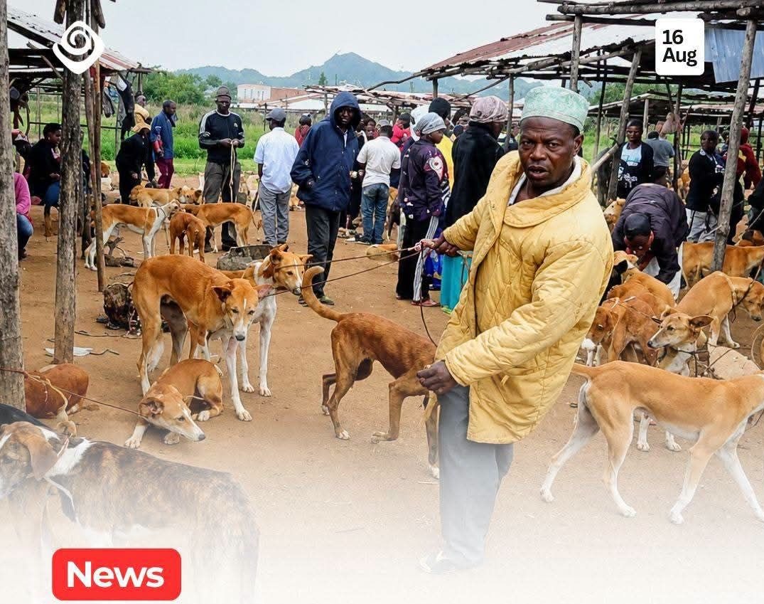 Dog and meat traders in Bolgatanga threaten legal action over proposed ban