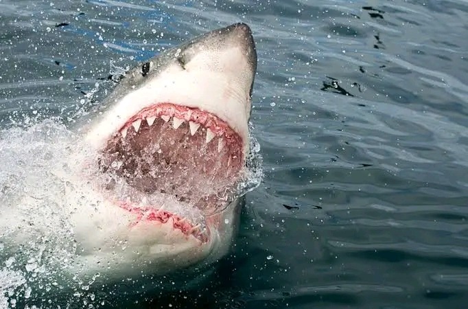 Woman, 65, killed in shark attack at South African beach